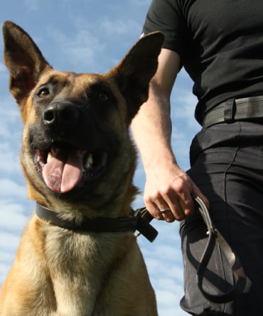 Binomio canino: guardia de seguridad con perro entrenado